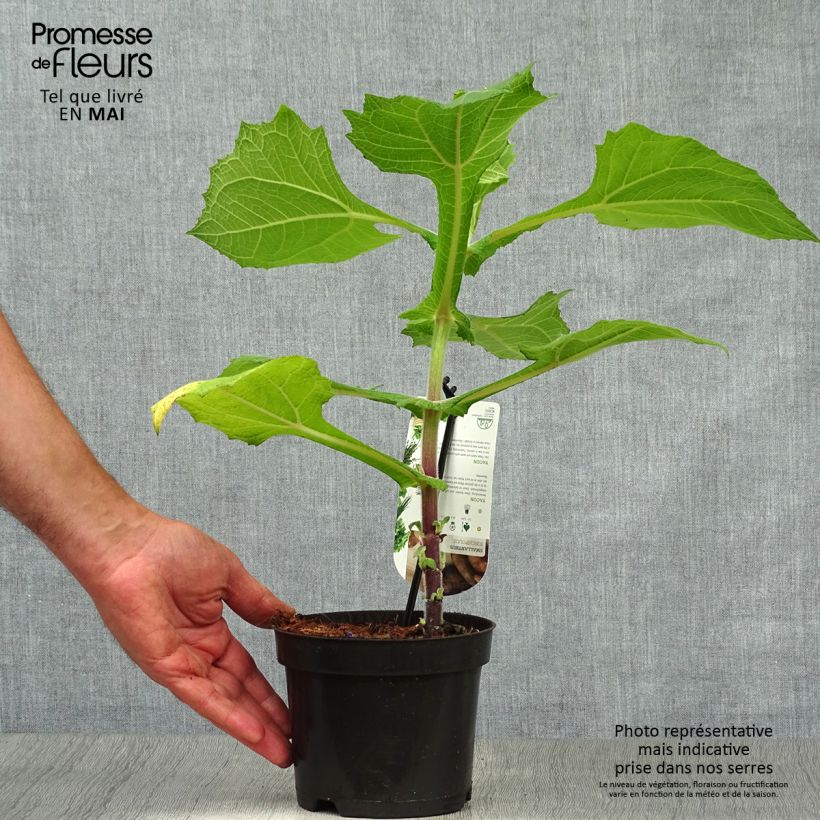 Exemplaar van Yacon - Smallanthus sonchifolius Pot van 1,5 l/2 l zoals geleverd in de lente