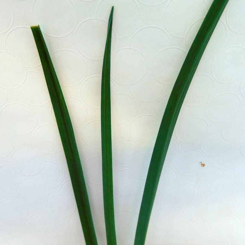 Olifantenknoflook BIO - Allium ampeloprasum (Blad)