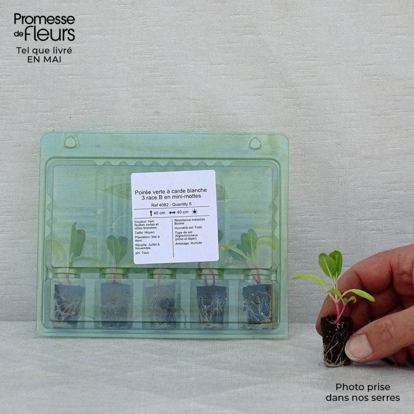 Exemplaar van Snijbiet Witte kaarde 3 (jonge planten) Mini-mot Ø 1,5/2,5 cm zoals geleverd in de lente