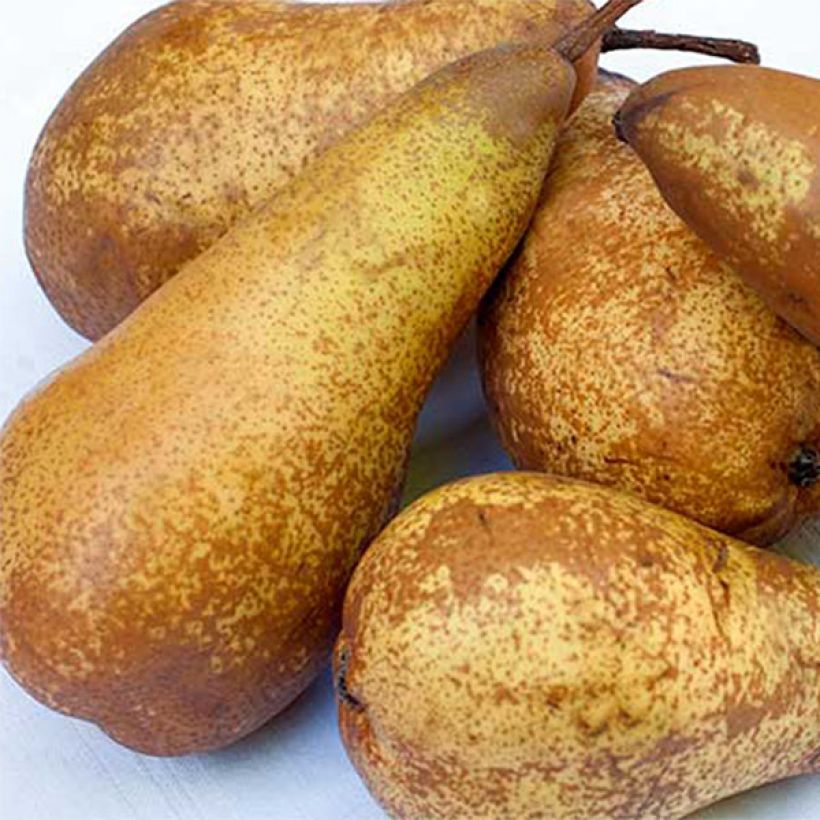 Perenboom Abate Fetel (Oogst)