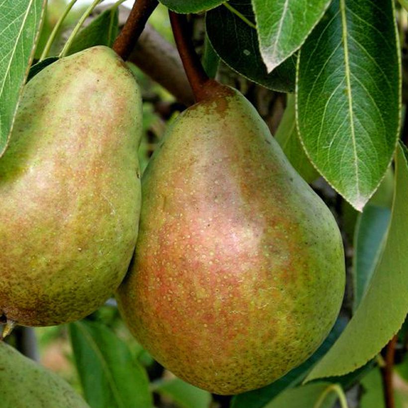 Perenboom Beurré Clairgeau (Oogst)