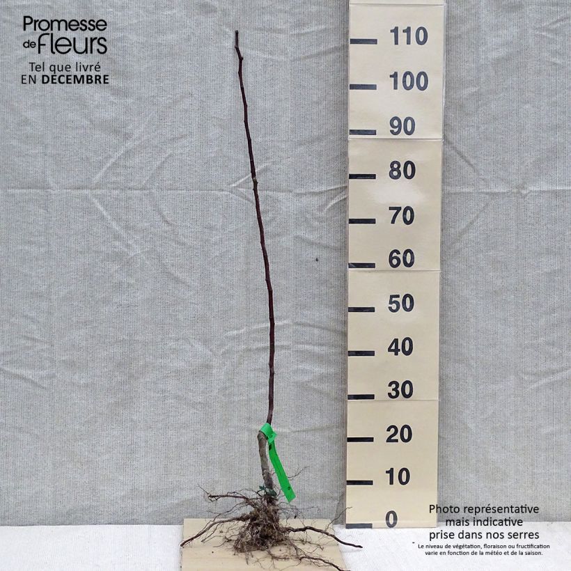 Exemplaar van Perenboom Beurré Giffard Naakte wortel, Onderstam zoals geleverd in de winter