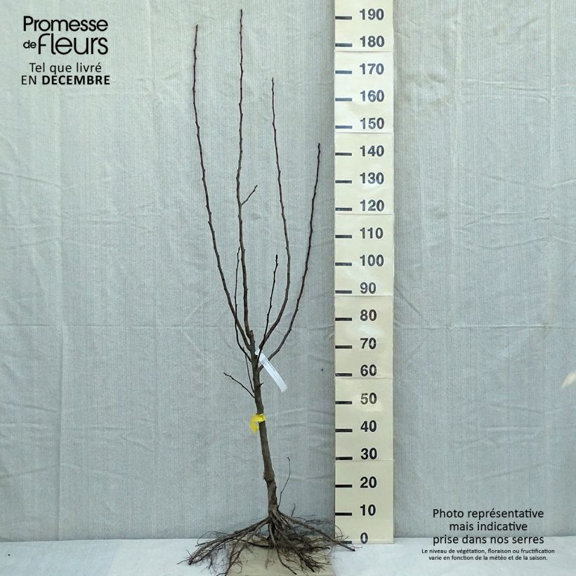 Example of Perenboom Beurre Hardy Naakte wortel, Kelkvormig as you get in hiver