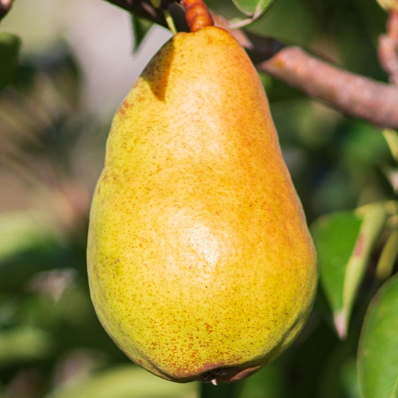 Perenboom Beurré Lebrun BIO (Oogst)