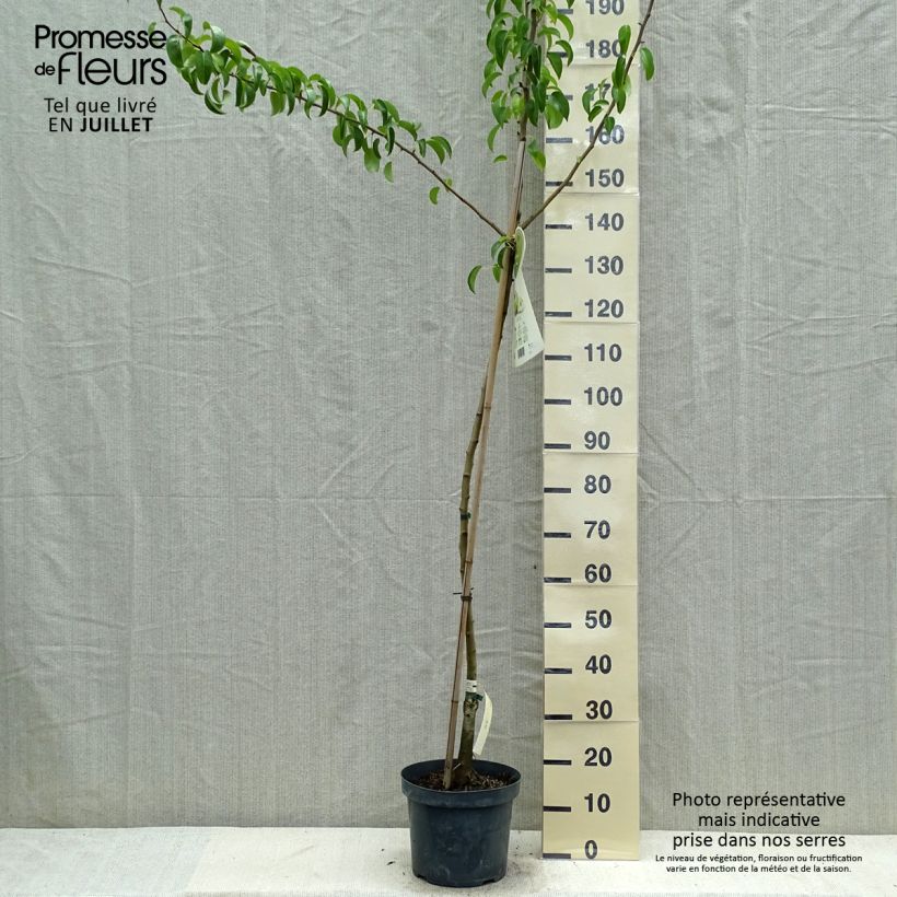 Exemplaar van Perenboom Charneux/Legipont Pot van 7,5 l/10 l, Half-hoge stam zoals geleverd in de zomer