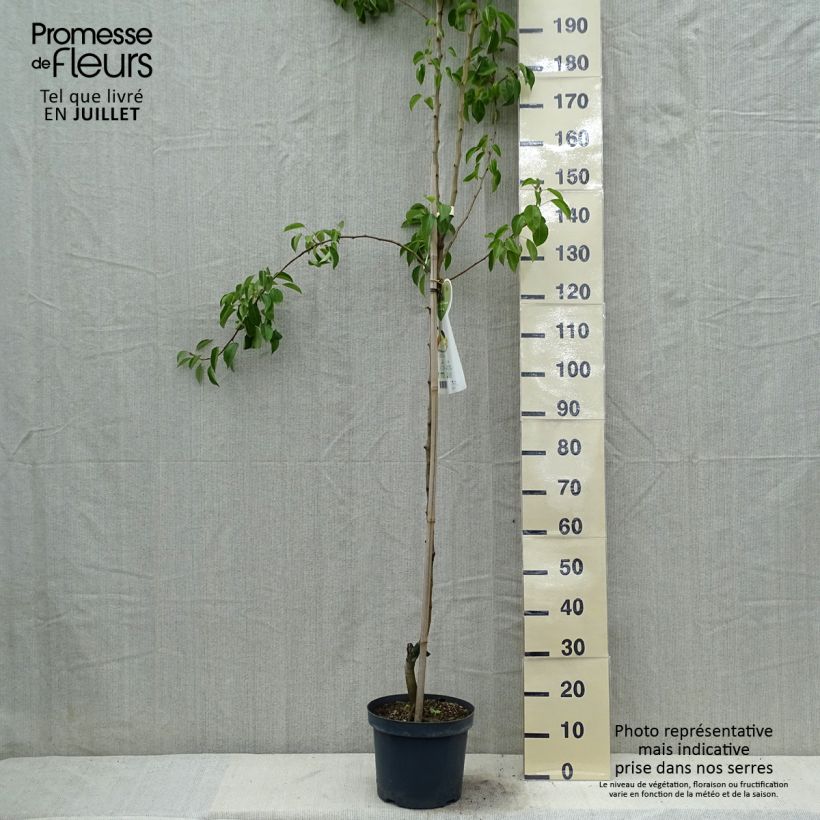 Exemplaar van Perenboom Clapp's Favorite Pot van 7,5 l/10 l, Half-hoge stam zoals geleverd in de zomer
