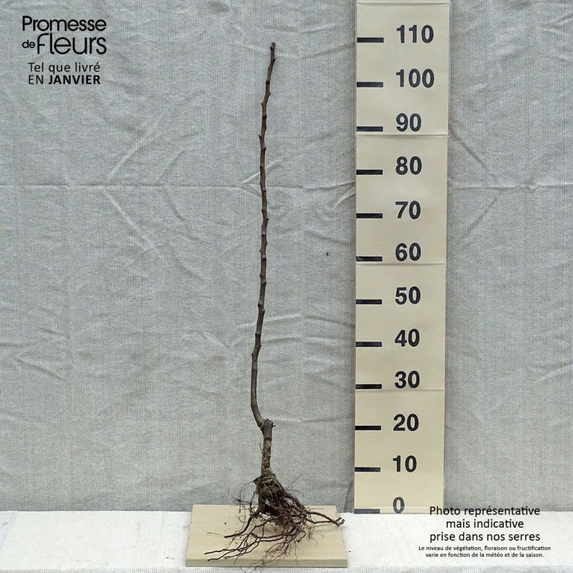 Example of Pyrus communis 'Conference' Biologisch as you get in hiver