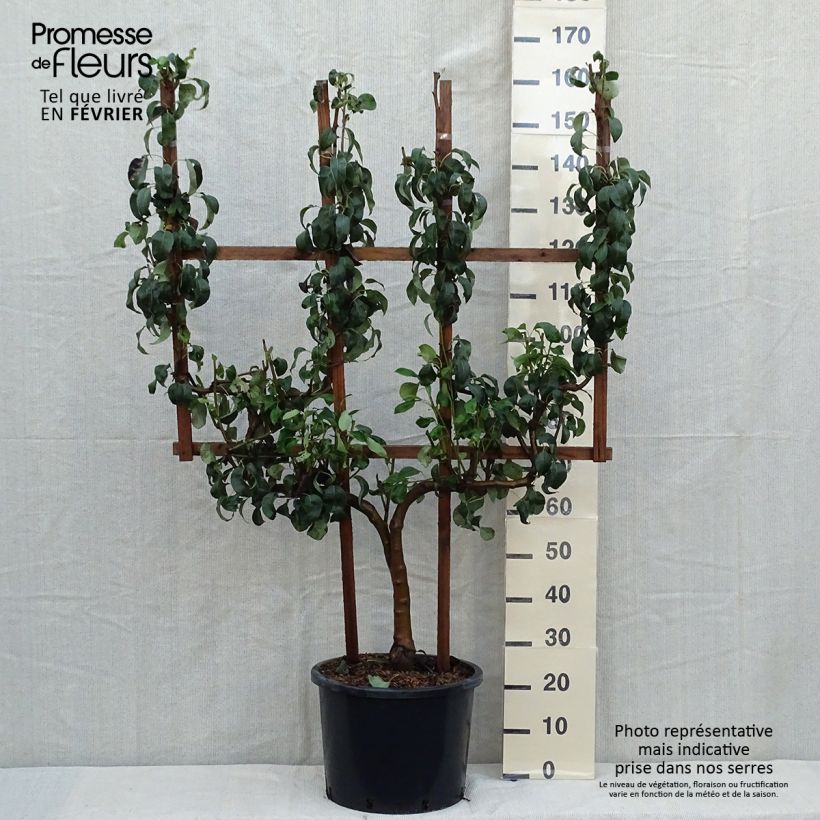 Exemplaar van Perenboom Conference Pot van 20 l/25 l, Enkel U-palmet zoals geleverd in de herfst