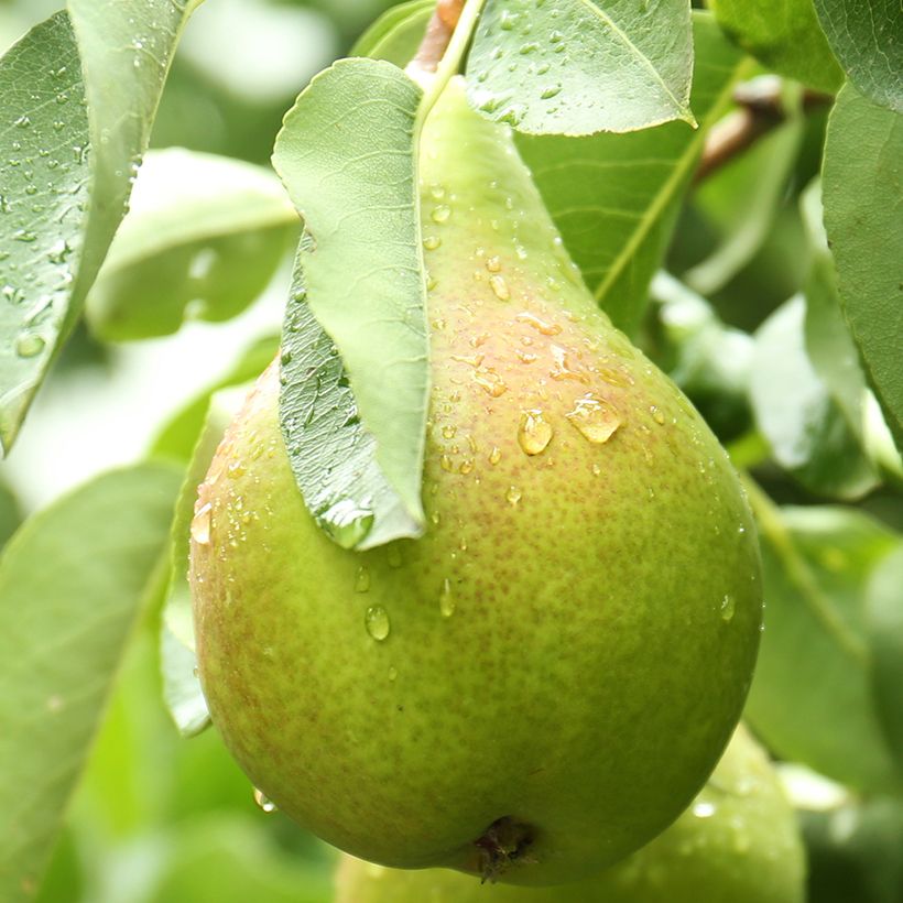 Perenboom Curé BIO (Oogst)