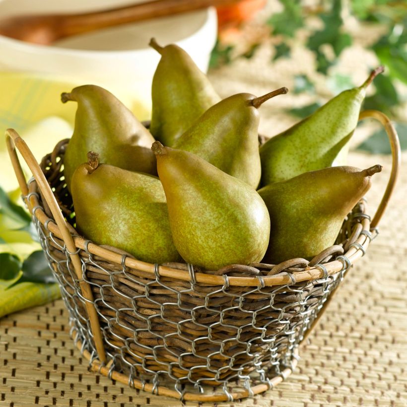 Perenboom Delbard Gourmande Georges Delbard (Harvest)