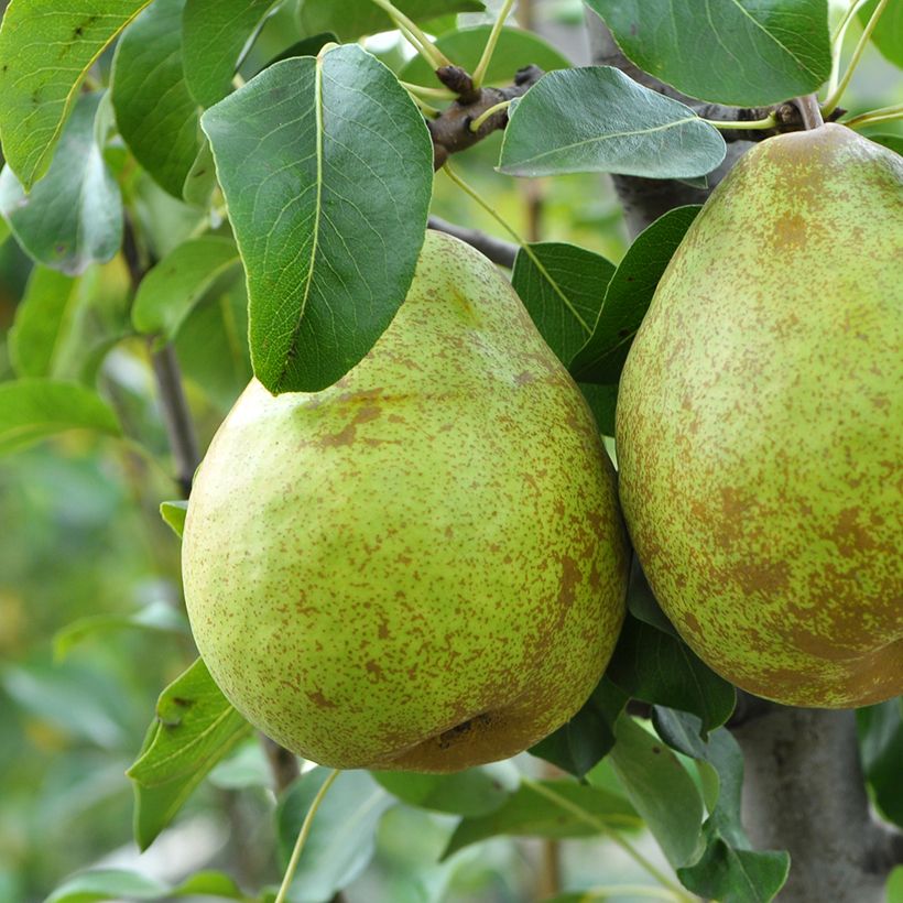 Perenboom Doyenné d'Hiver BIO (Oogst)