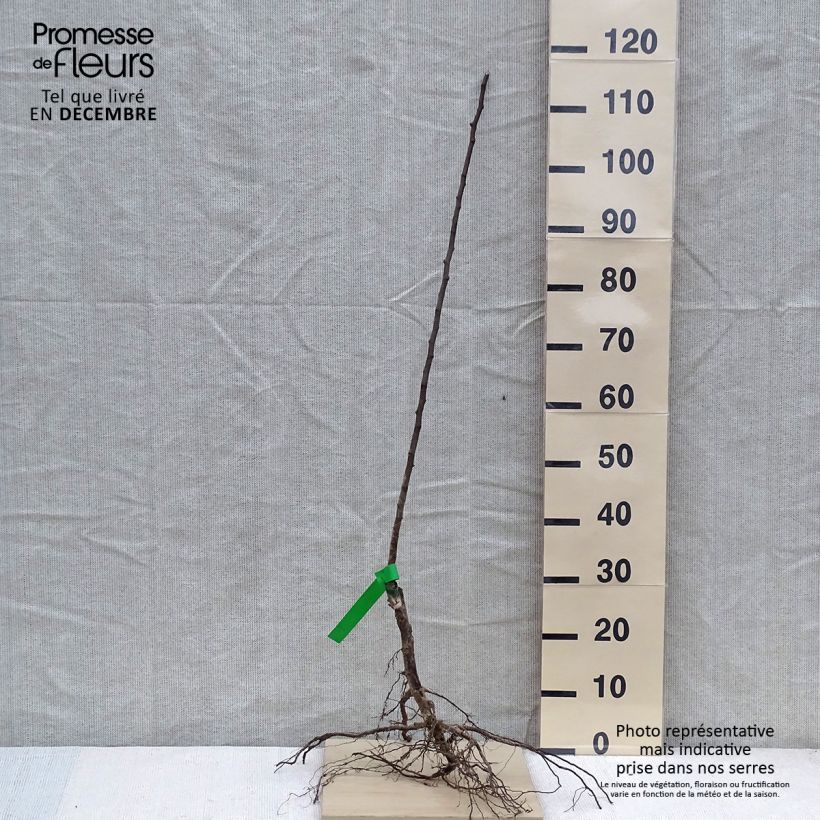 Exemplaar van Perenboom Doyenné d'Hiver BIO Naakte wortel, Onderstam zoals geleverd in de winter