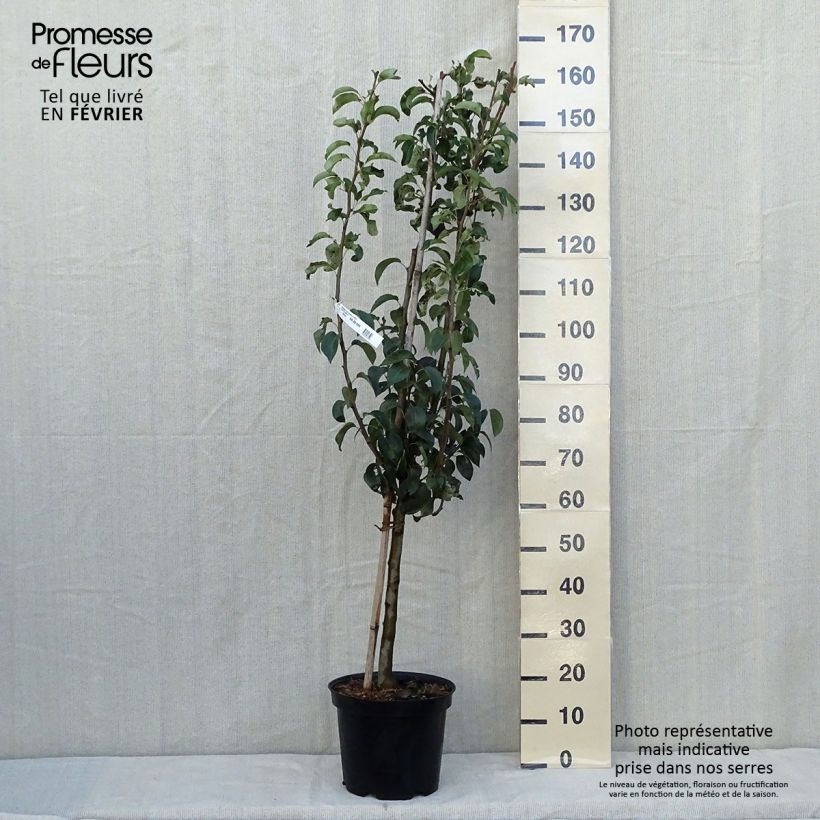 Exemplaar van Perenboom Doyenné du Comice Pot van 7,5 l/10 l, Kelkvormig zoals geleverd in de herfst