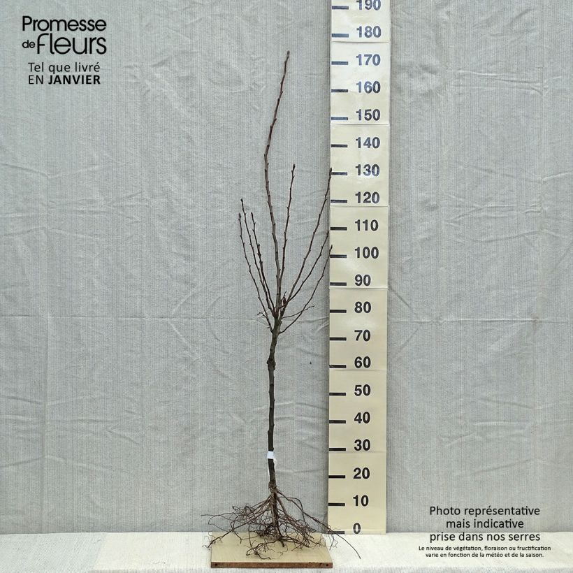 Exemplaar van Perenboom Doyenné du Comice Naakte wortel, Kelkvormig zoals geleverd in de winter