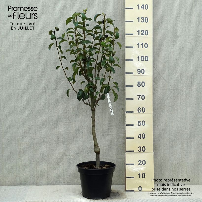 Exemplaar van Perenboom Doyenné du Comice Pot van 12 l/15 l, Enkel U-palmet zoals geleverd in de zomer