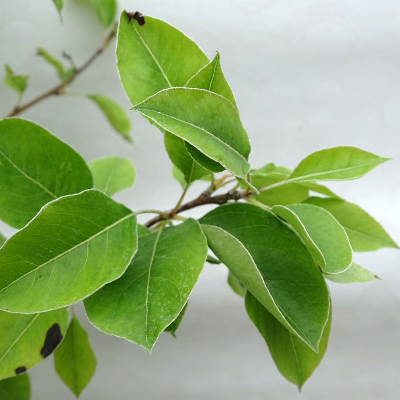 Perenboom Hertogin van Angoulême (Blad)