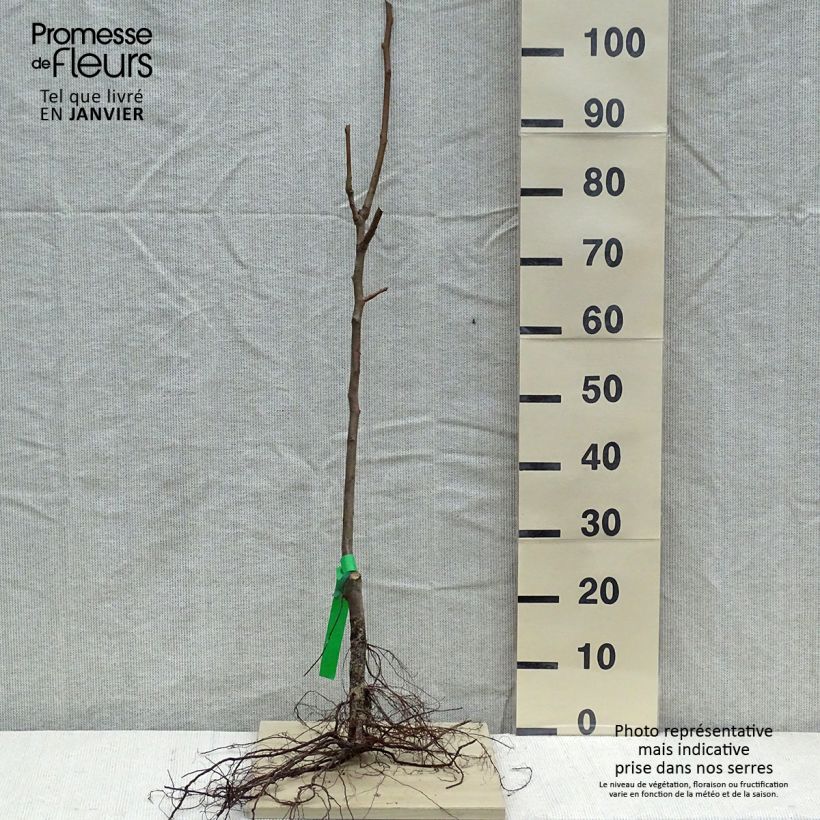 Exemplaar van Perenboom Hertogin van Angoulême Naakte wortel, Onderstam zoals geleverd in de winter
