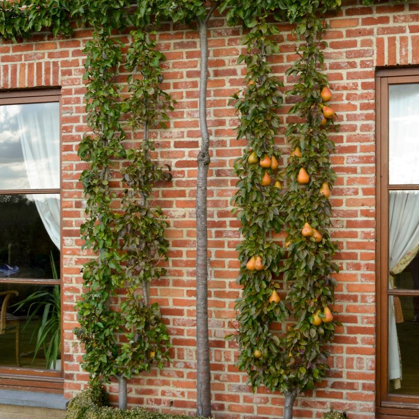 Perenboom Durondeau (Groeiplaats)