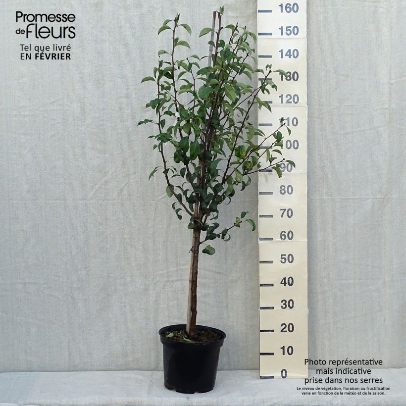 Exemplaar van Perenboom Epine du Mas Pot van 7,5 l/10 l, Kelkvormig zoals geleverd in de herfst