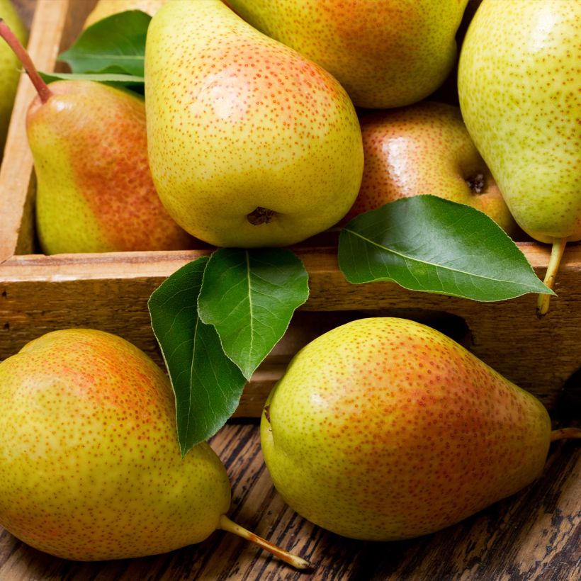 Perenboom Epine du Mas (Harvest)