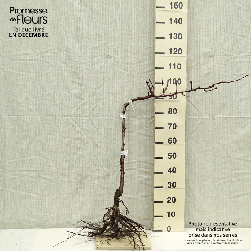 Example of Perenboom Fertilia Delbard Delbard Naakte wortel, Enkel cordon as you get in hiver