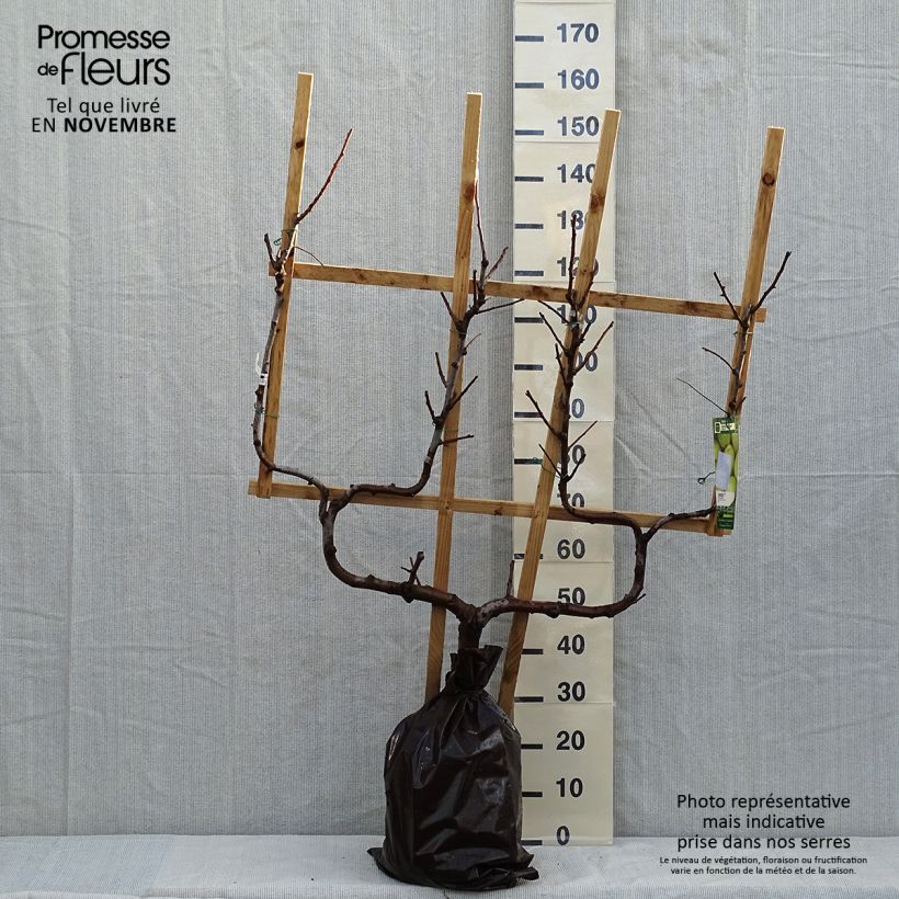 Exemplaar van Perenboom Fertilia Delbard Delbard Plantklare kluit, Dubbel U-palmet zoals geleverd in de herfst