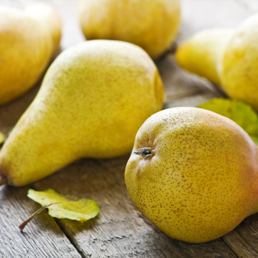 Perenboom Fertilia Delbard Delbard (Harvest)