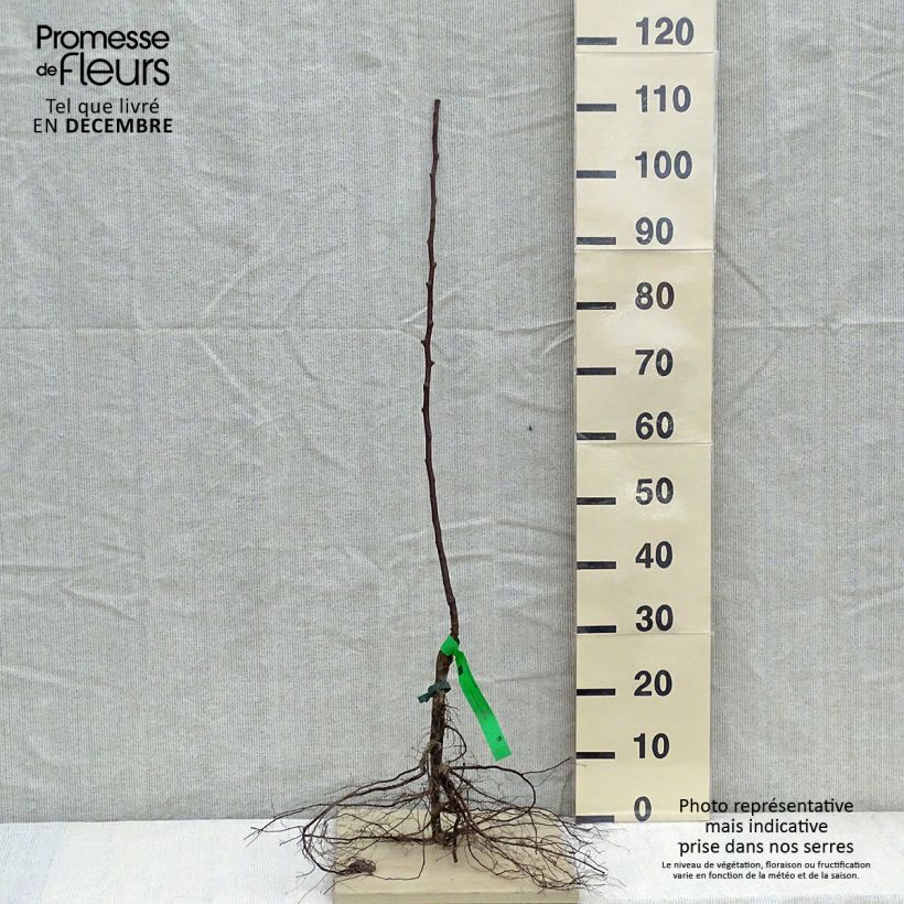 Exemplaar van Perenboom Jules Guyot Naakte wortel, Onderstam zoals geleverd in de winter