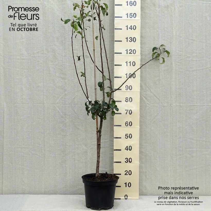 Exemplaar van Perenboom Louise Bonne d'Avranches Pot van 7,5 l/10 l, Kelkvormig zoals geleverd in de herfst
