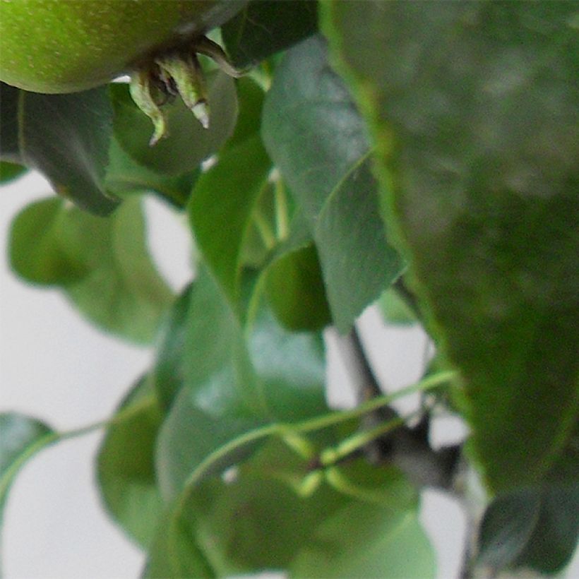 Perenboom Louise Bonne d'Avranches (Foliage)