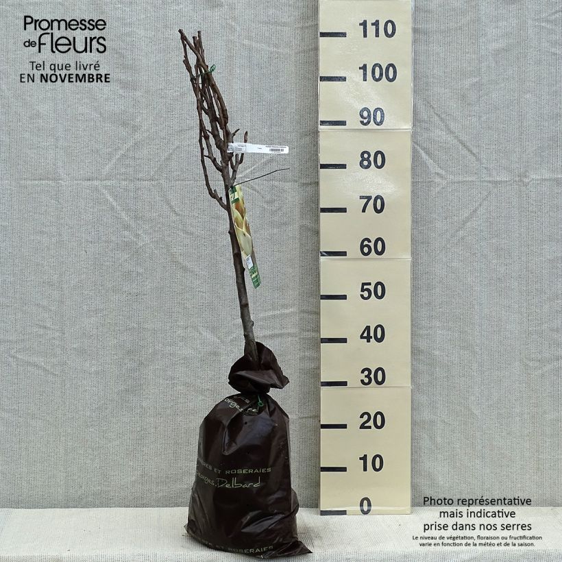 Exemplaar van Perenboom Peradel Georges Delbard Plantklare kluit, Kelkvormig zoals geleverd in de herfst