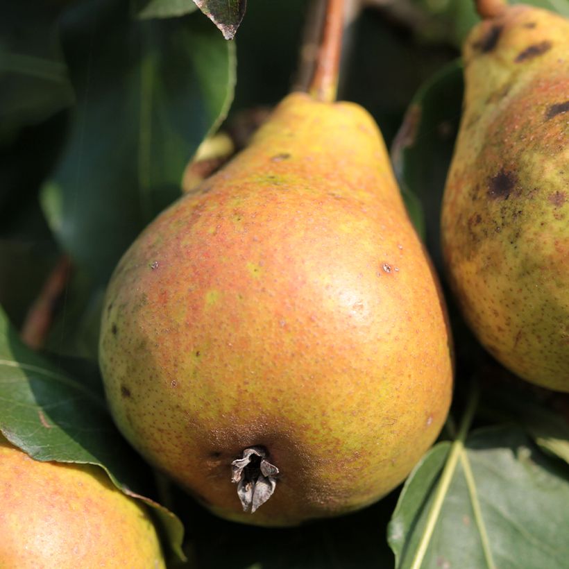 Perenboom van Fisée BIO (Oogst)
