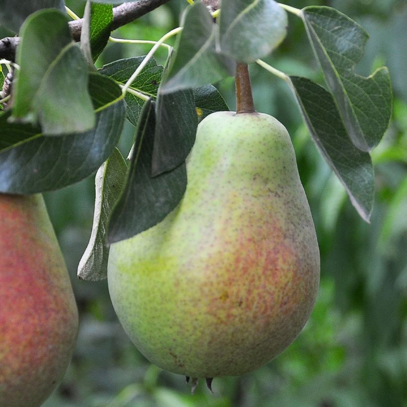 Perenboom Précoce Morettini BIO (Oogst)