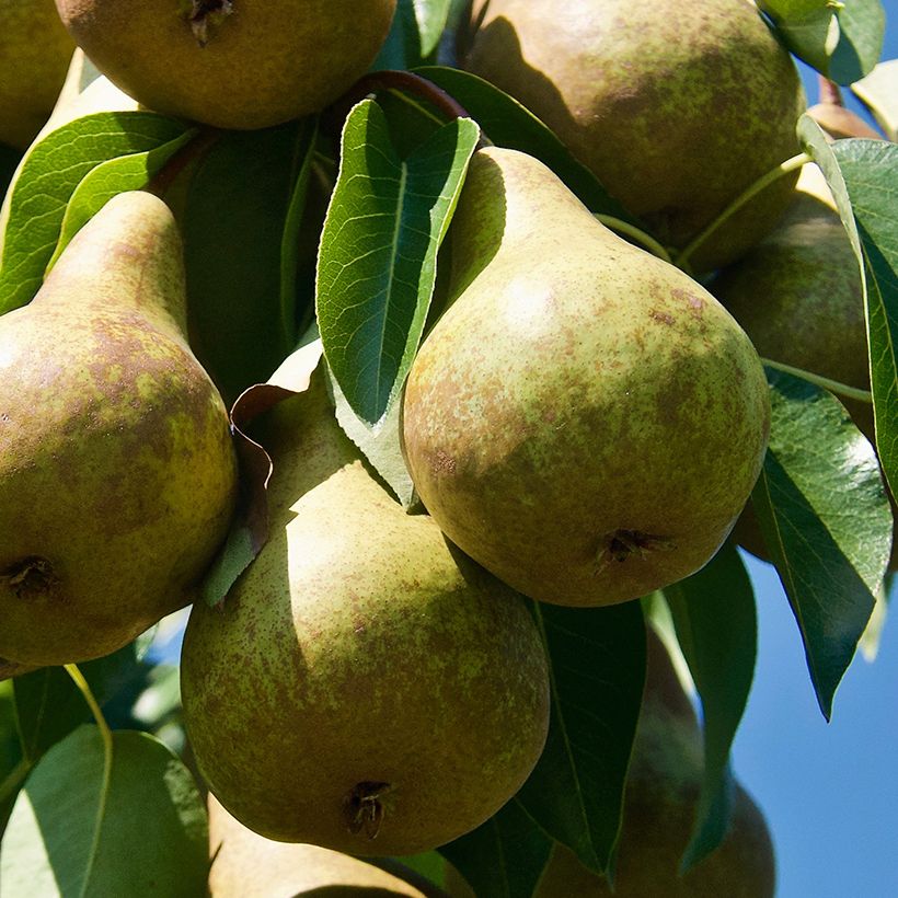 Perenboom Précoce de Trévoux BIO (Oogst)