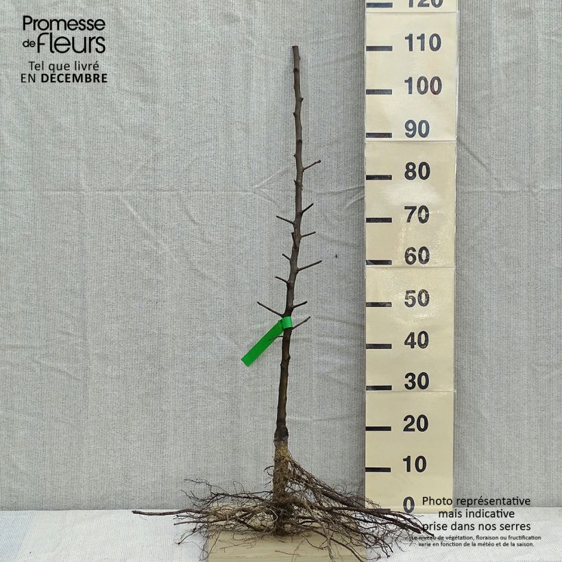 Exemplaar van Perenboom Generaal Leclerc Naakte wortel, Onderstam zoals geleverd in de winter