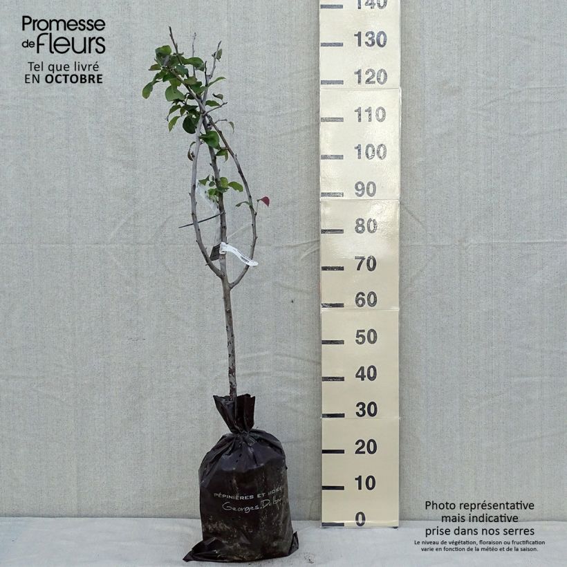 Exemplaar van Perenboom Sucrée de Montluçon Georges Delbard Plantklare kluit, Kelkvormig zoals geleverd in de herfst