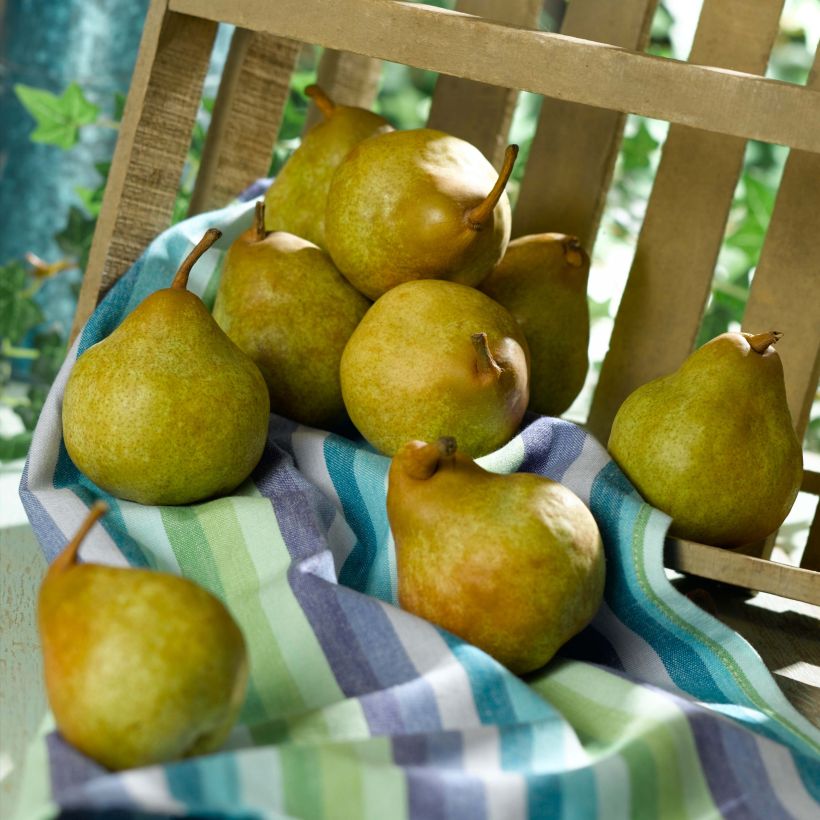 Perenboom Super Comice Delbard Georges Delbard (Oogst)