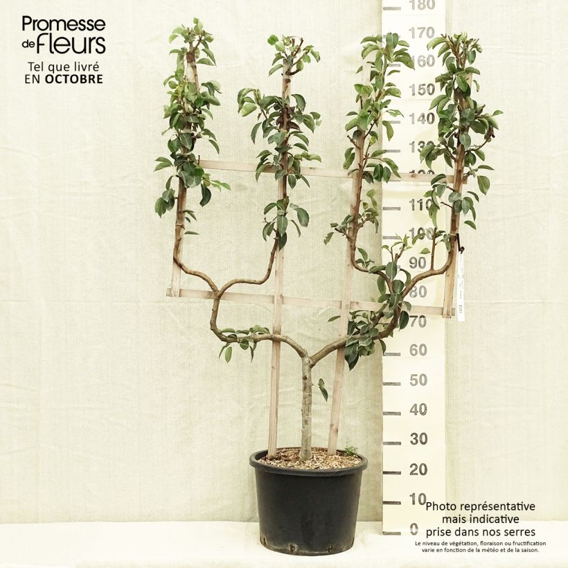Exemplaar van Perenboom Williams' Bon Chrétien Pot van 20 l/25 l, Dubbel U-palmet zoals geleverd in de herfst