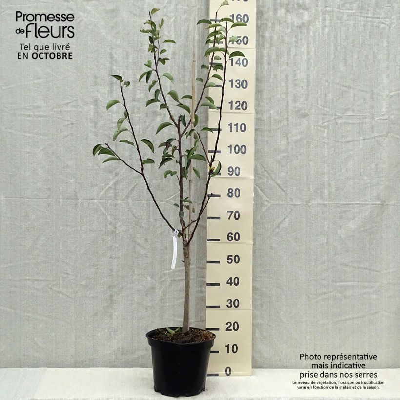 Exemplaar van Perenboom William's Rouge Pot van 7,5 l/10 l, Kelkvormig zoals geleverd in de herfst