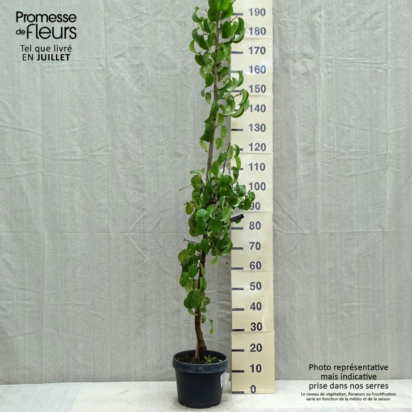 Exemplaar van Zuilvormige perenboom Londen Pot van 7,5 l/10 l, Zuilvormig zoals geleverd in de zomer
