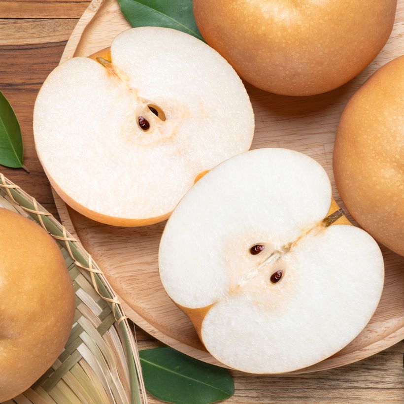 Dwergperenboom Delbard d'Automne Georges Delbard (Oogst)