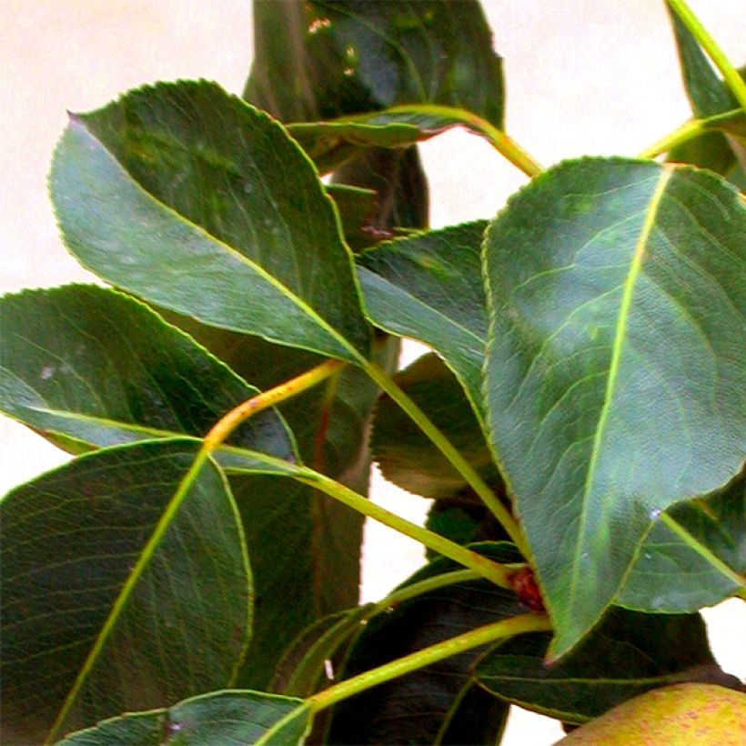 Dwergperenboom Garden Gem (Foliage)