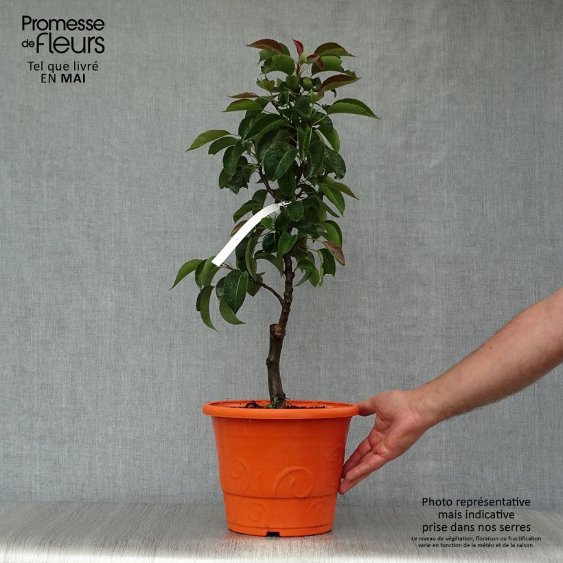 Exemplaar van Dwergperenboom Garden Pearl Pot van 6 l/7 l, Kwartstam zoals geleverd in de lente