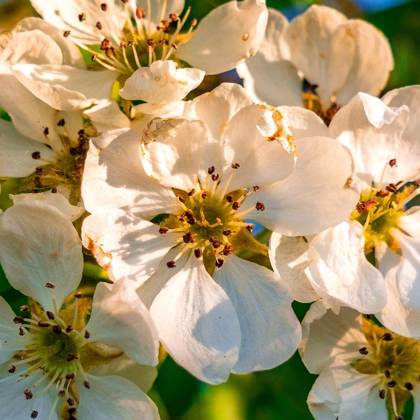Pyrus communis pyraster - Sierpeer (Bloei)