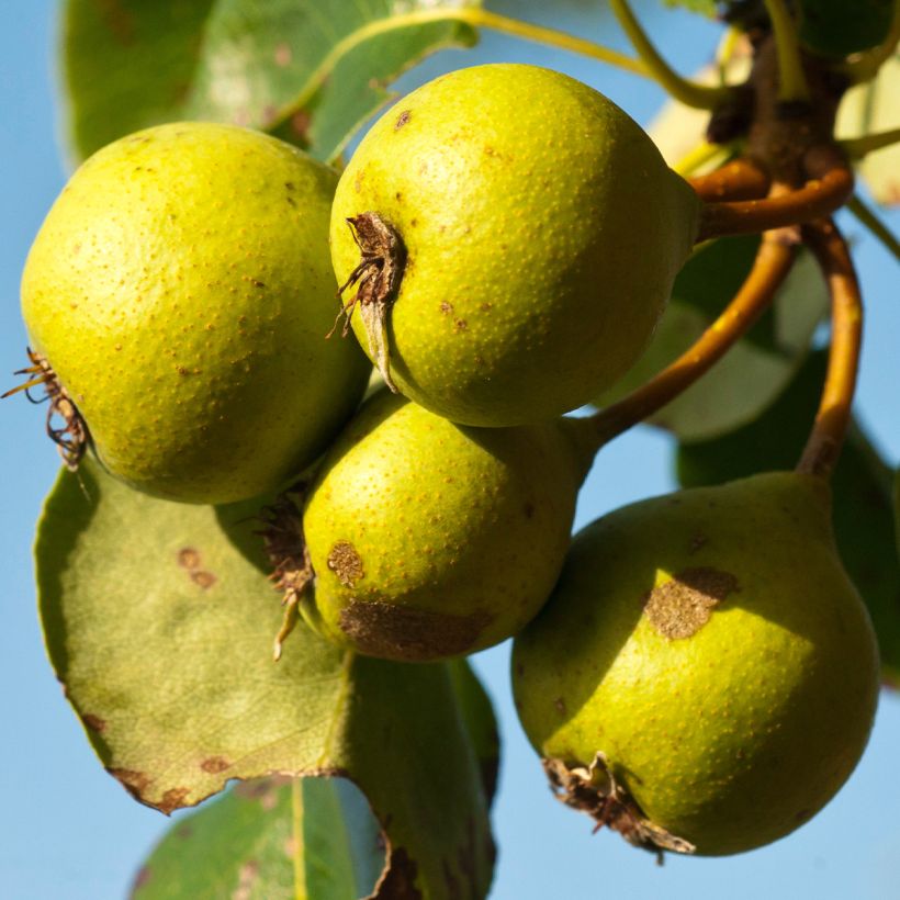 Pyrus communis pyraster - Sierpeer (Oogst)
