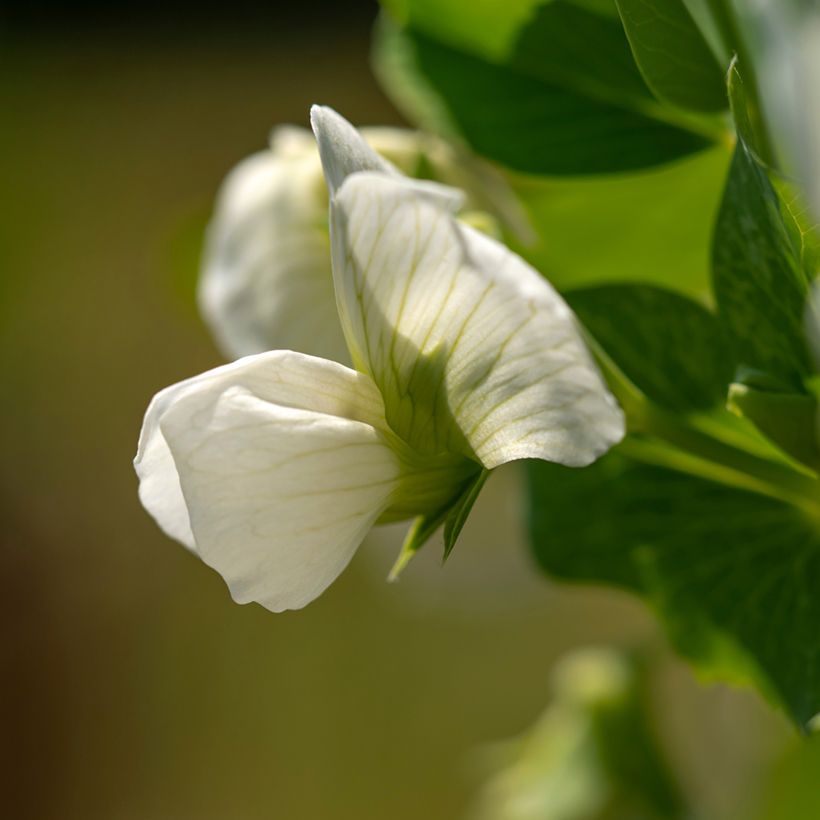 Stampeul Norli BIO (Bloei)