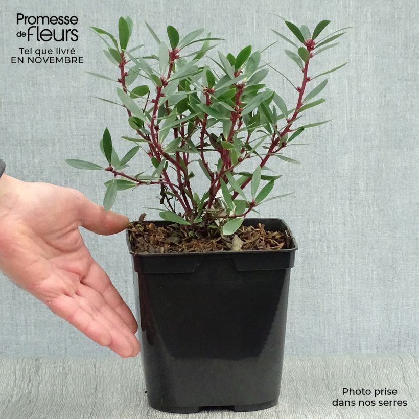 Exemplaar van Drimys aromatica - Tasmaanse bergpeper Pot van 2 l/3 l zoals geleverd in de herfst