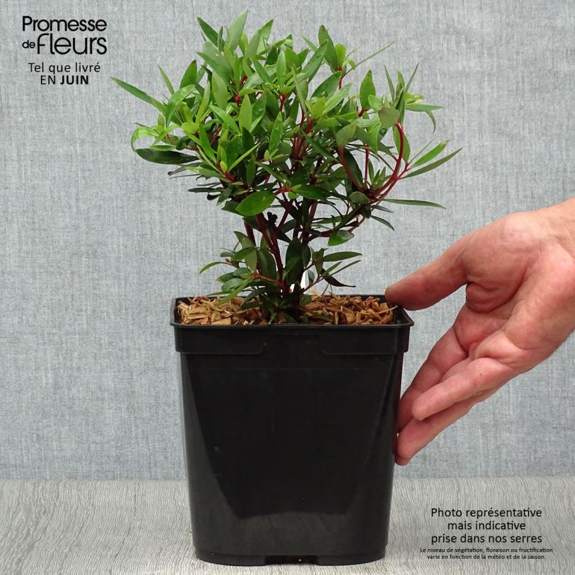 Exemplaar van Drimys aromatica - Tasmaanse bergpeper Pot van 2 l/3 l zoals geleverd in de zomer
