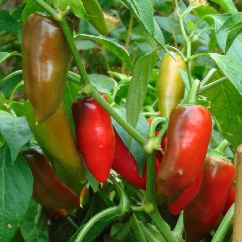Paprika Balconi F1 (jonge planten) (Harvest)