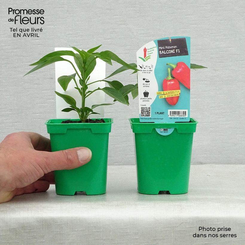 Example of Paprika Balconi F1 (jonge planten) Pot van 10 cm/11 cm as you get in printemps